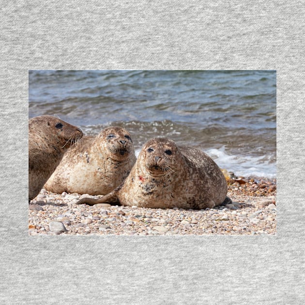 Three common seals at Portgordon Scotland by dianecmcac